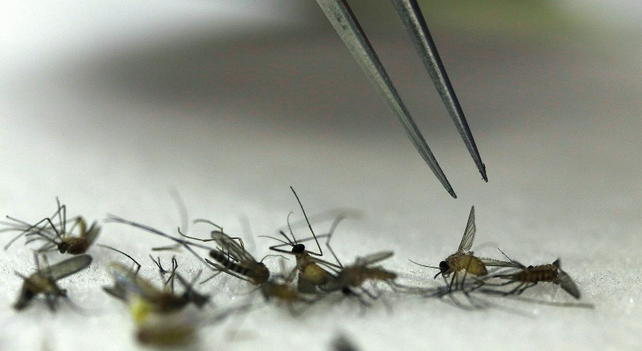 ‘Mosquitoes are the deadliest animal on the planet': Experts collect, test mosquitos for viruses
