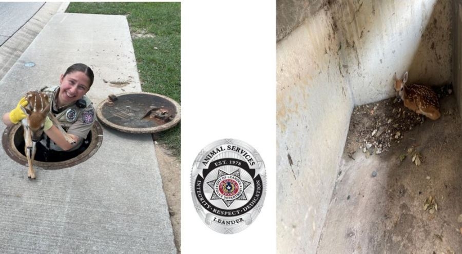 Leander Animal Services rescues baby raccoon and fawn