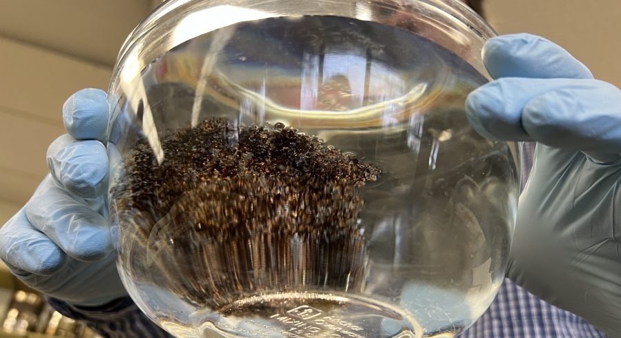 A massive raft of fire ants found on Lake Travis