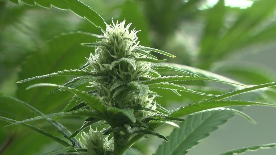 Medical cannabis expansion bill adds chronic pain patients, advances to Governor