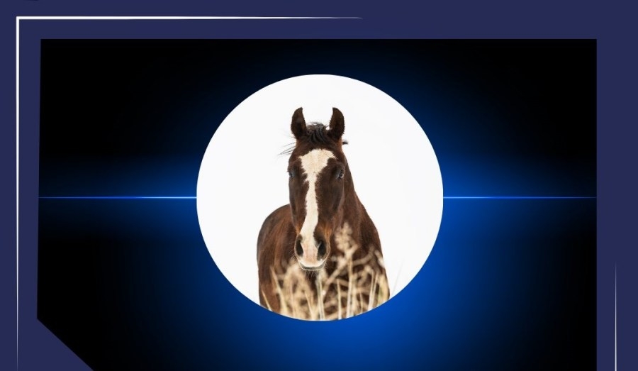 EPSO Mounted Unit horse that worked on Stauch case dies
