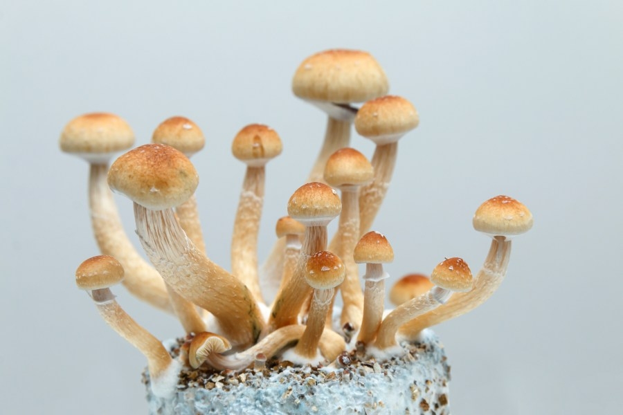 Manitou Springs warns of psilocybin scam