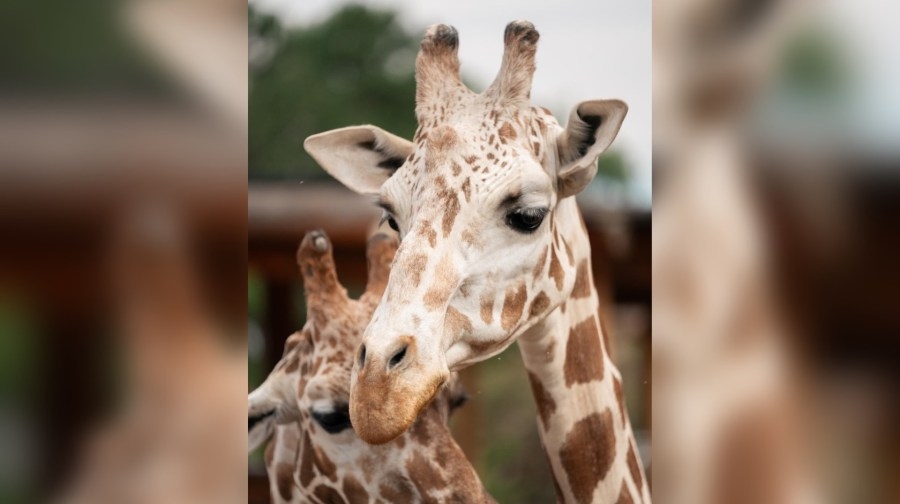 CMZoo mourns passing of 22-year-old giraffe