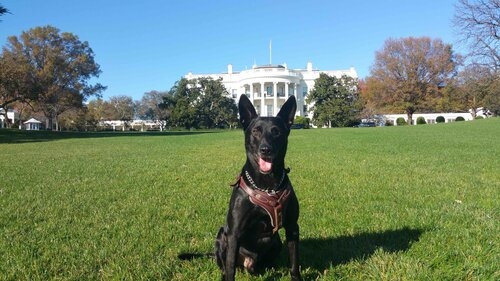 American K9 hero dies, legacy lives on