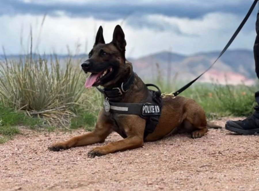 CSPD announces retirement of K9 Milo