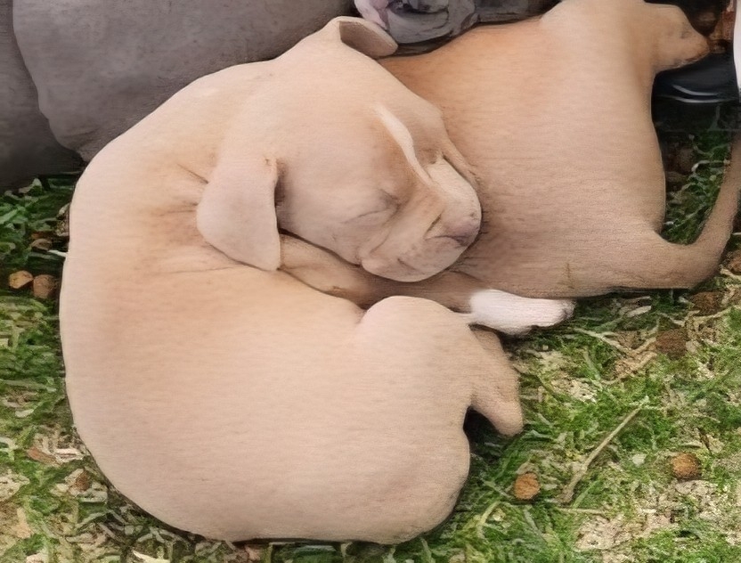 CCPD: Concerns over puppy welfare prompt search