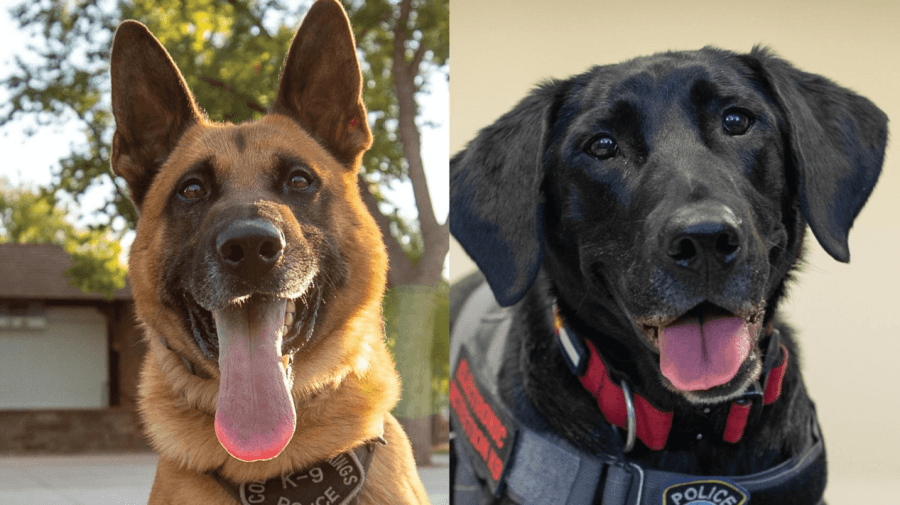 Two K9's move on to finals in CSPD K9 March Madness