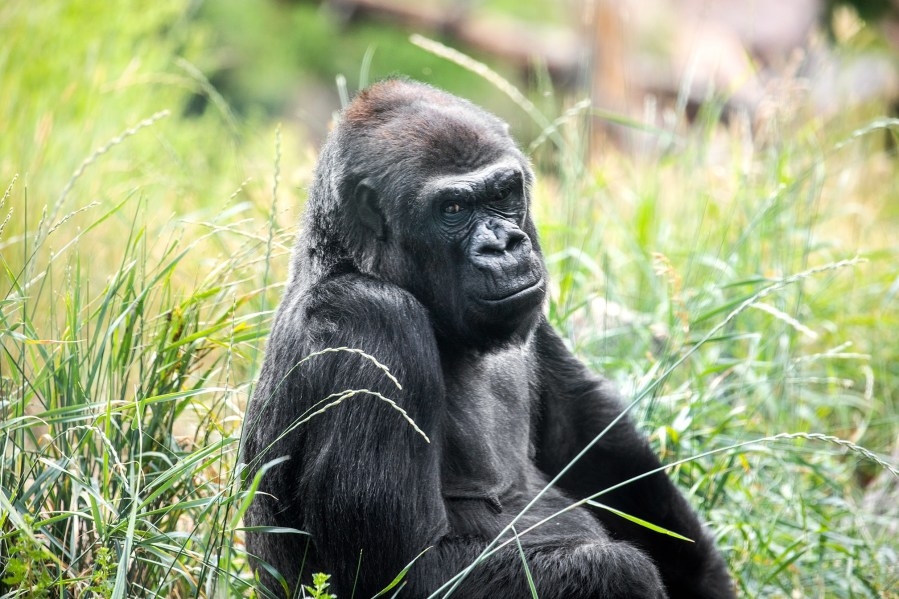 CMZoo remembers gorilla who recently passed away