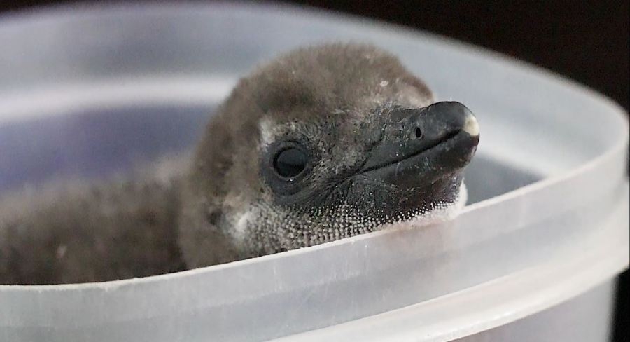Cheyenne Mountain Zoo welcomes baby penguin