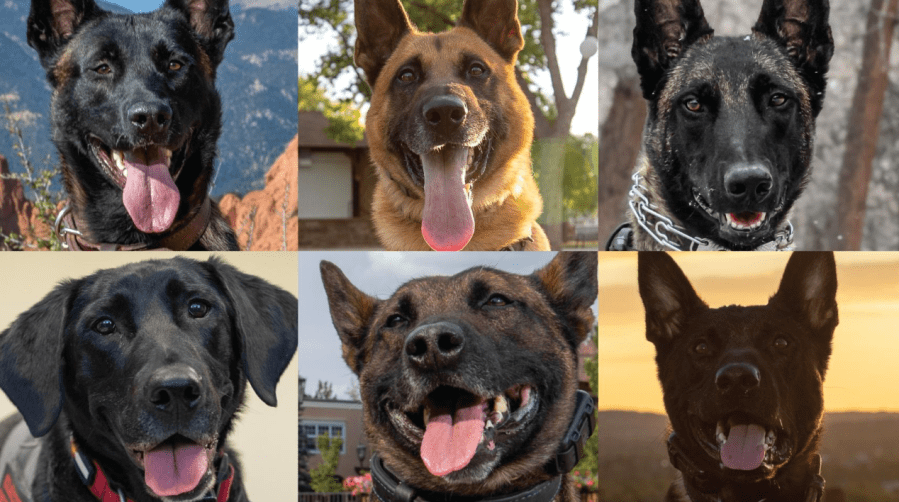 CSPD's K9 March Madness: Check out the round-one recap