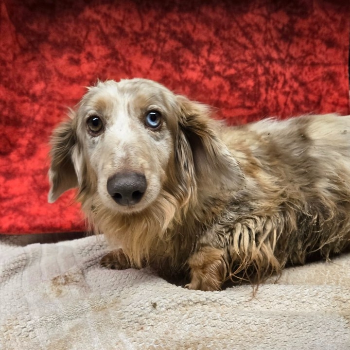 TCRAS assists in animal cruelty investigation, takes in 14 pets