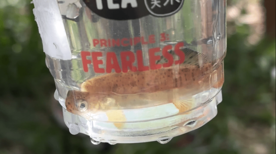 Elementary students join annual trout release