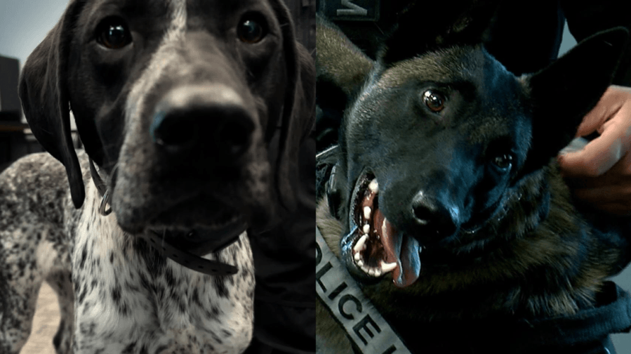 Meet Wicket and Zena: CSPD's new Explosives Detection K9s