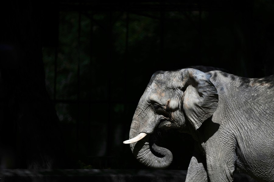 Colorado Parks and Wildlife denies Colorado Renaissance Festival elephant exhibit permit