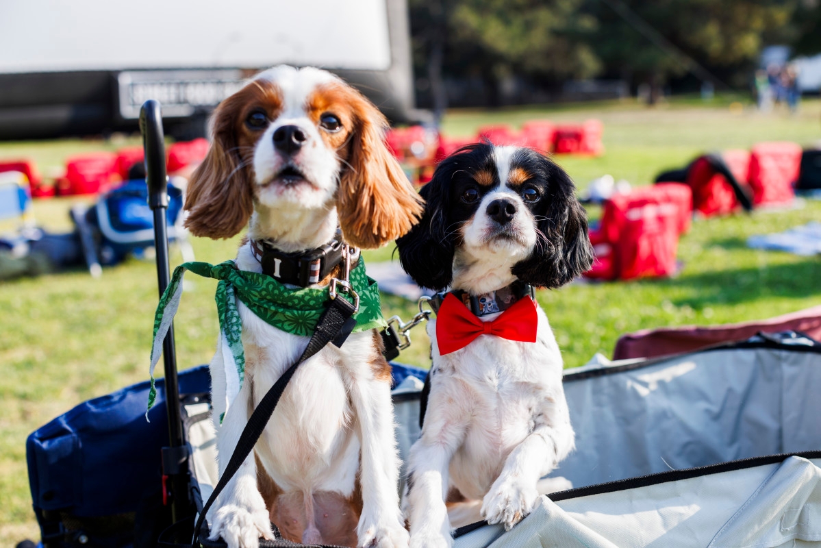 You Can Celebrate Independence Day with Your Dog at This Outdoor Movie Series