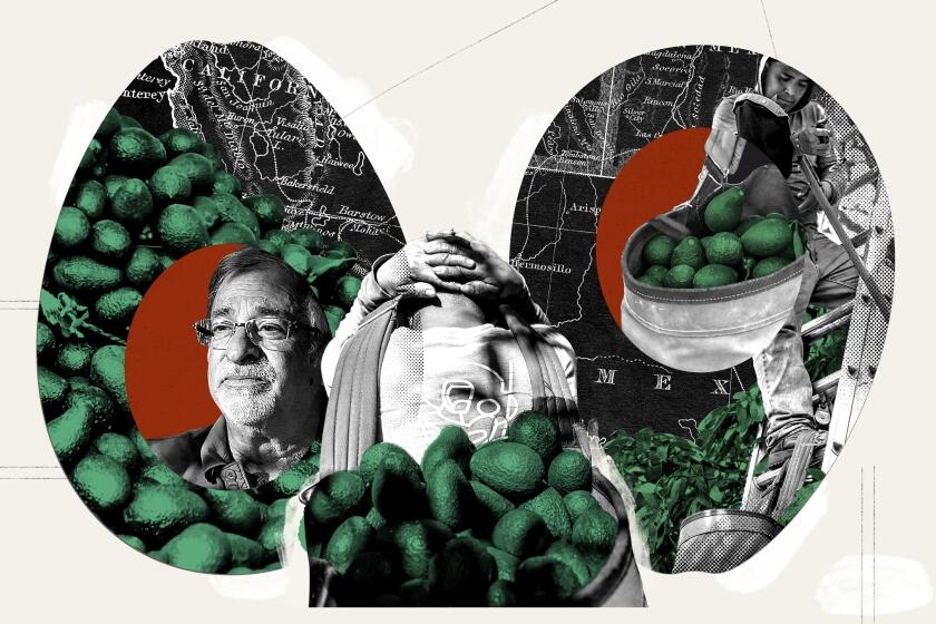 The iconic California avocado is in trouble, and this farmer is fighting to save it
