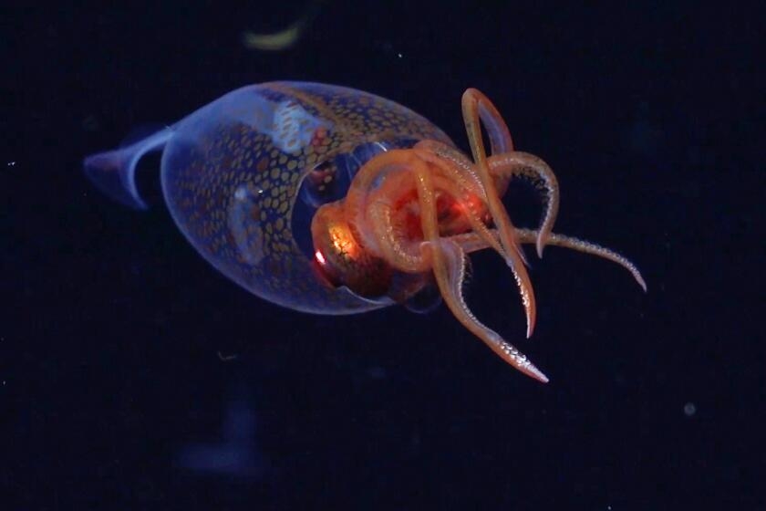 Live colossal squid, super-heavyweight of the deep sea, caught on video for the first time