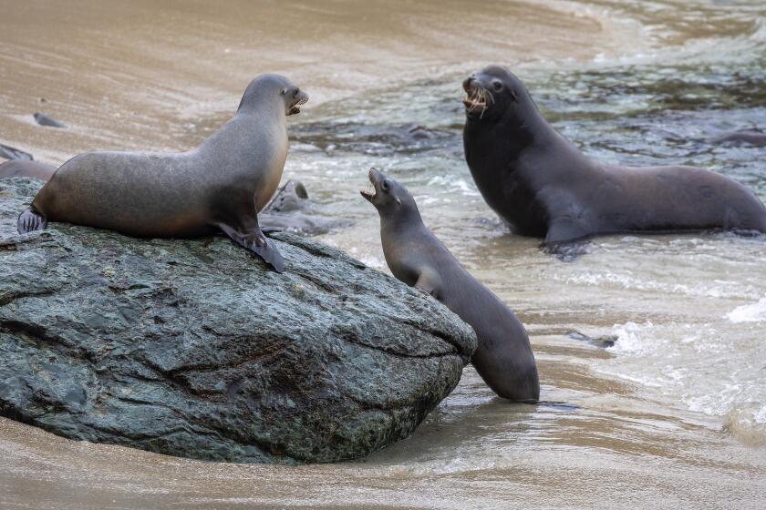 No more demon sea lions? Good news for those who've been afraid to go to the beach