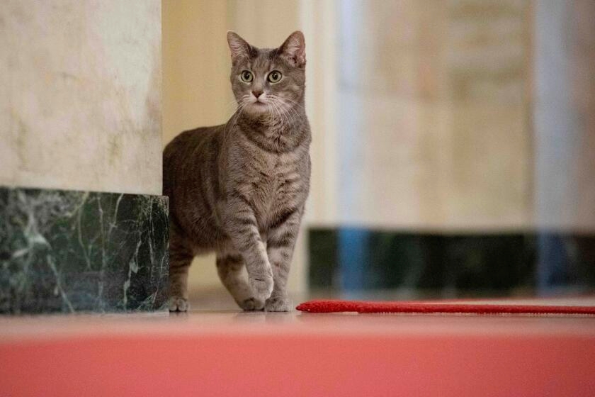 Bird flu mutation associated with increased disease severity found in two cats