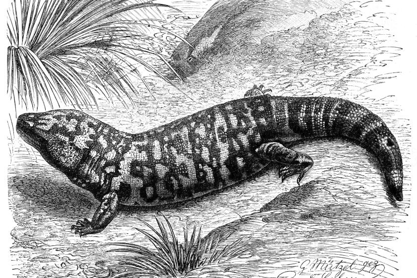 Contributor: Save the Earth's 'creepy-crawlies.' Some of them just might save us