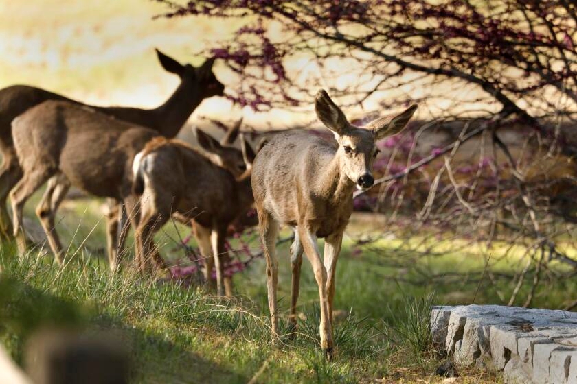 Turns out the 'most dangerous animal' in Yosemite National Park doesn't even have claws