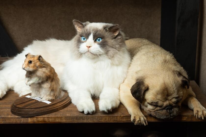 After 103 years, this L.A. prop maker finds new success freeze-drying dead pets