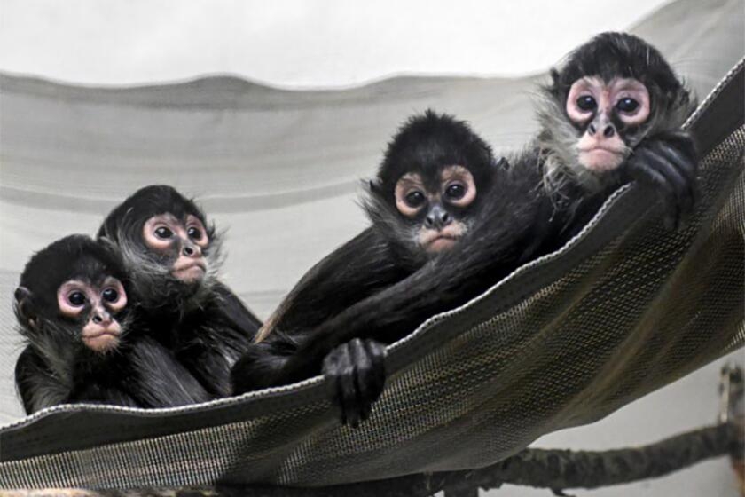Fragile baby spider monkeys 'ripped' from mothers, brought to SoCal. Trafficker sentenced