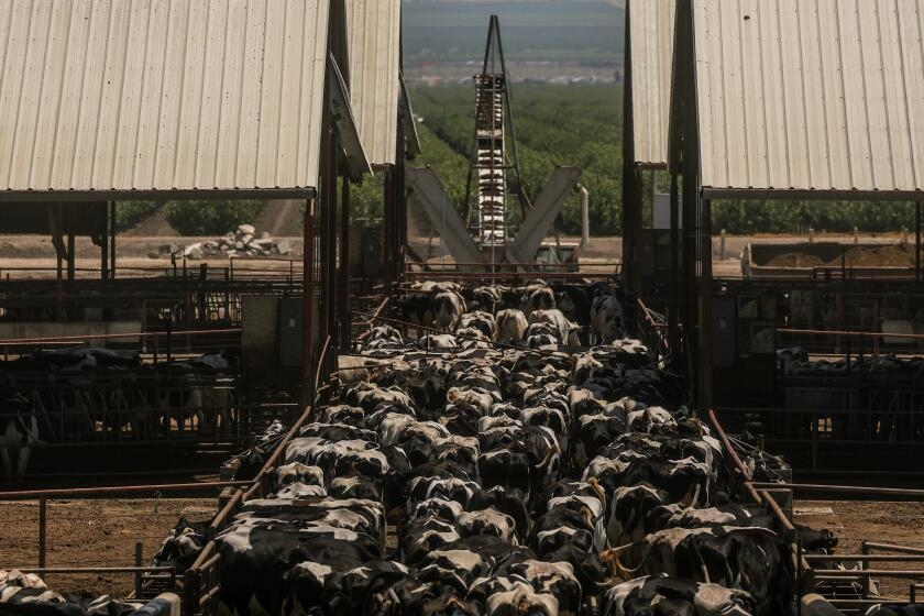 California has more cattle feedlots than any state, new map shows