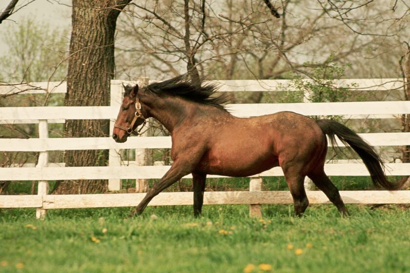 Horse's tail is yanked and child rider gets chucked. California woman arrested