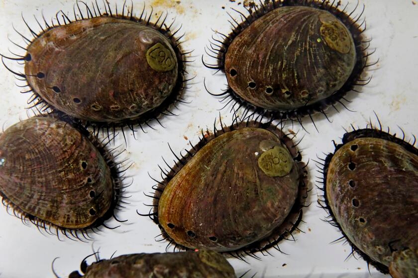 Police snare live abalone, a turtle and meth during Sonoma County traffic stop