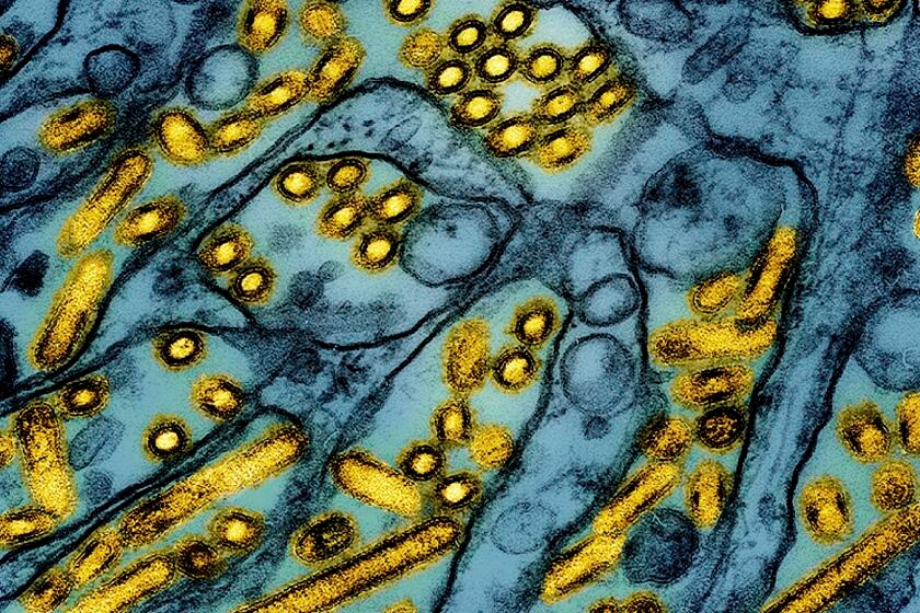 Mexican child infected with H5N1 bird flu dies from respiratory complications