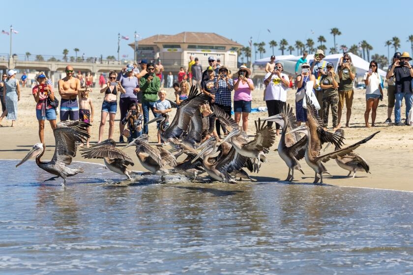 Poisoned pelicans fly again after the worst algal bloom in a decade