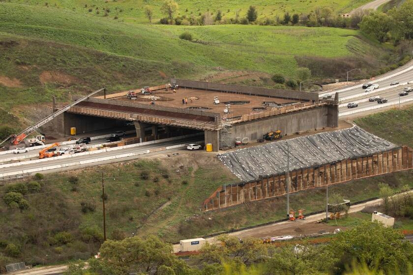 World's largest wildlife crossing reaches critical milestone. Now what?