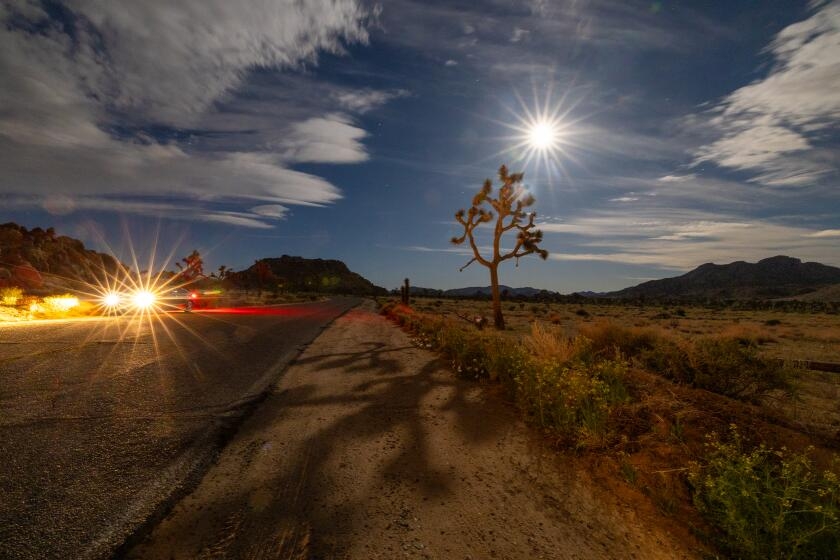 Wildfire threatens Joshua trees in area considered a 'last refuge' for the species