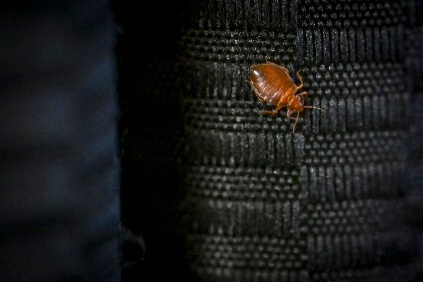 Bed bugs in Ventura hotel lead to $2-million jury ruling for bitten guests