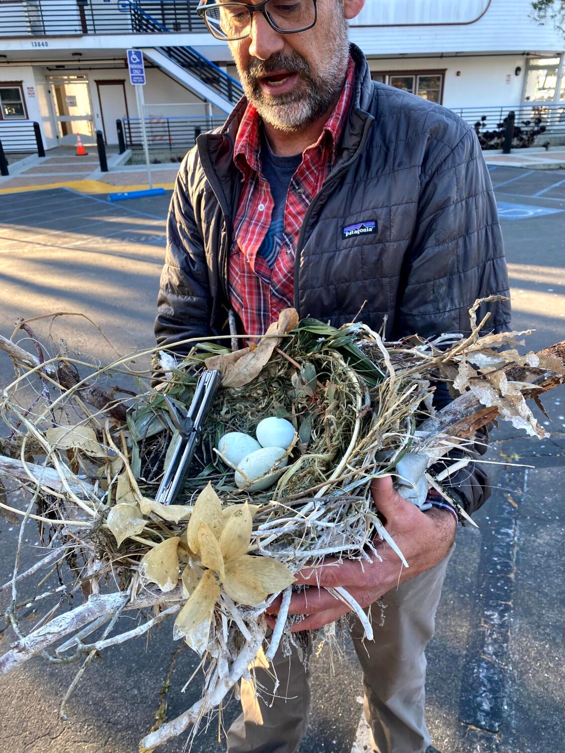 Crews scramble to save cormorant eggs in wind-damaged tree in Marina del Rey
