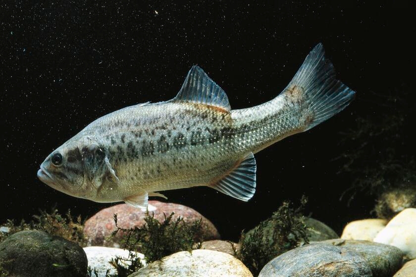 California freshwater fish found to be teeming with parasites. How to keep from getting sick