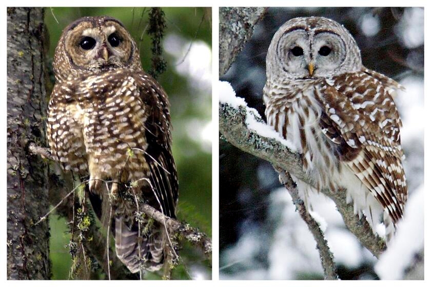 Lawmakers call on Trump administration to nix plan to shoot 450,000 owls, citing cost