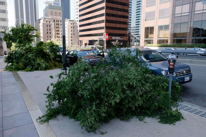 Mystery surrounds man accused of chainsawing trees across downtown L.A.