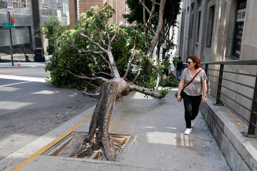 'Beyond comprehension'; Chainsawed trees in downtown L.A. hint at city core's decline
