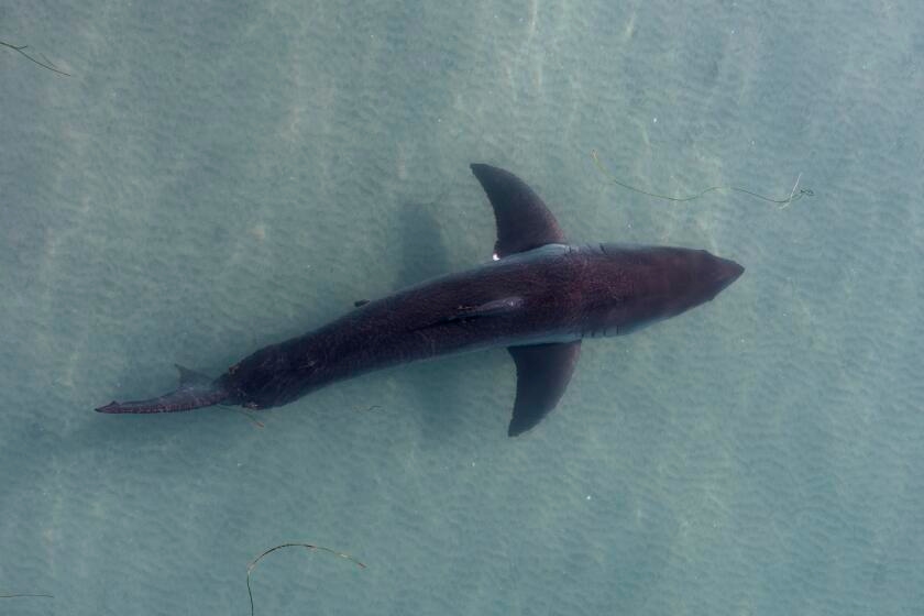 Large great white shark spotted near Santa Monica