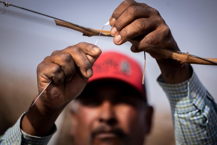 Californians see undocumented immigrants as essential to economy, poll finds