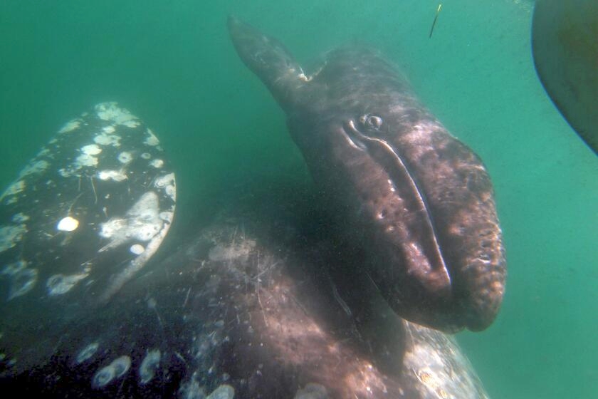 Gray whales are dying off the Pacific Coast again, and scientists aren't sure why.