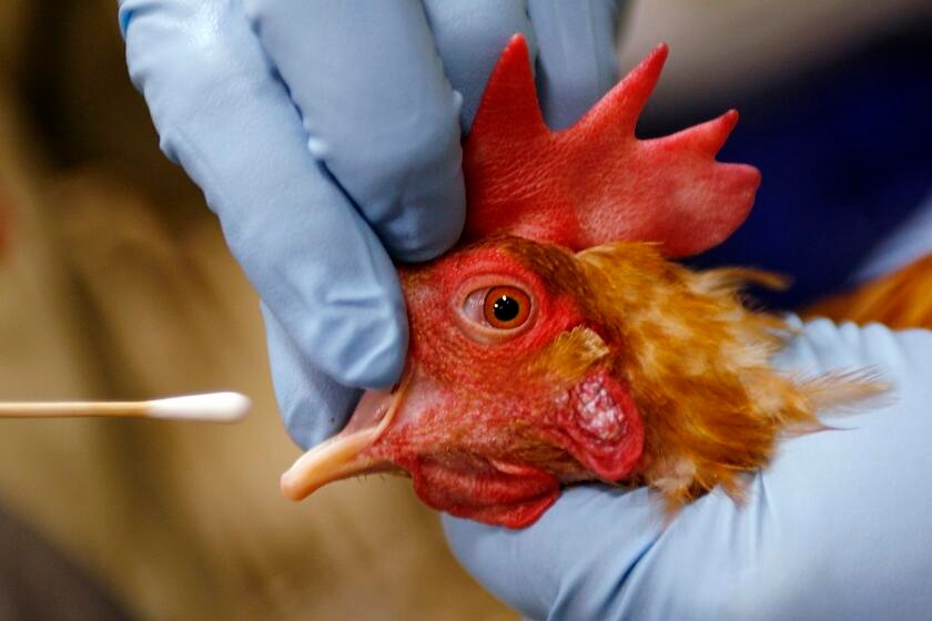 Woman hospitalized in Wyoming with H5N1 bird flu