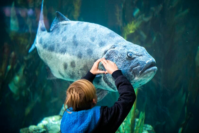 Long Beach aquarium spotlights 'real animals, real birds, real fish' with new report card