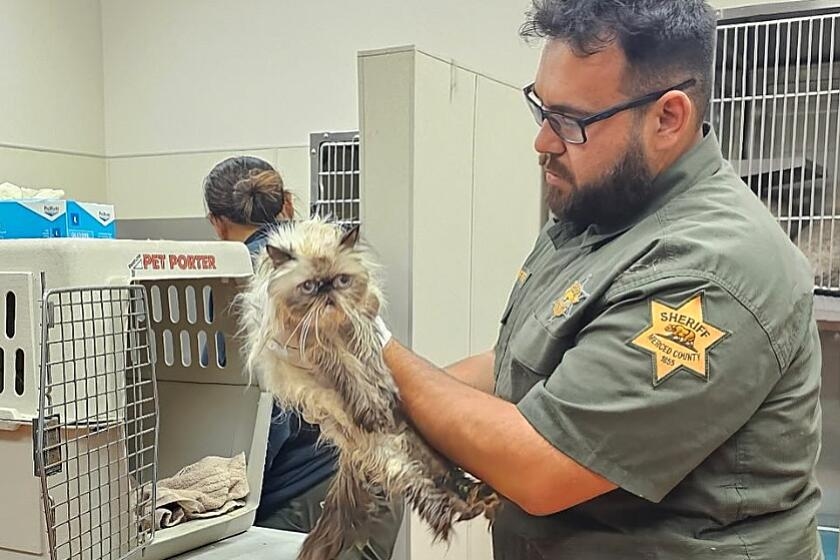 Cats press against windshield of U-Haul van outside Taco Bell. Officers take 134 from vehicle
