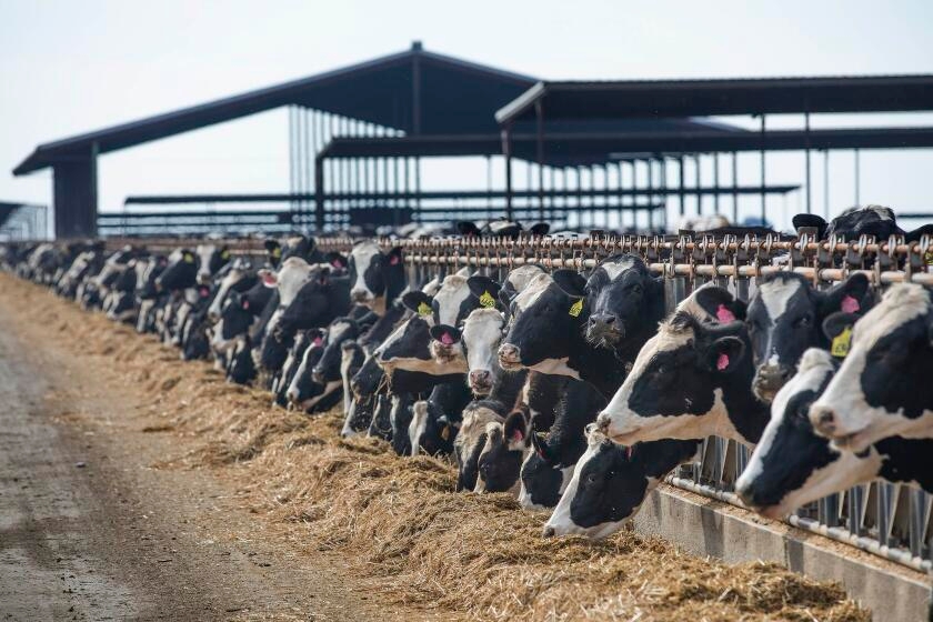 Study shows widespread H5N1 bird flu infection in cattle