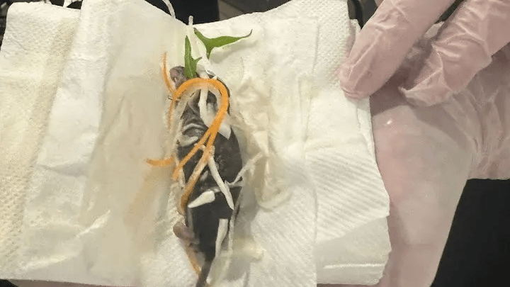 Restaurant forced to apologise after customer was served 'dead rat'