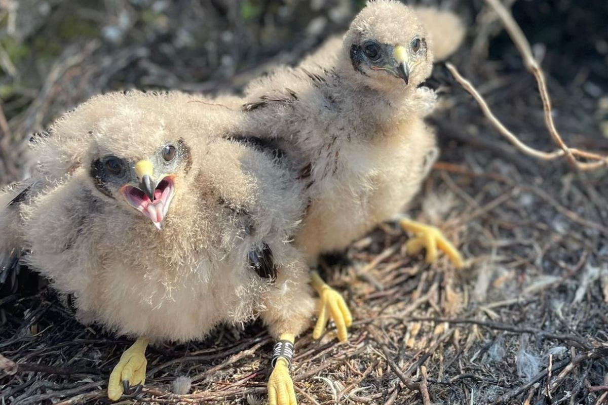 Mysterious disappearance of four rare birds sparks concern for their survival