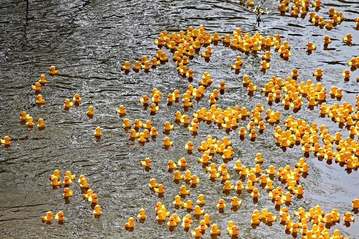 Duck race to take place in aid of much-loved cause